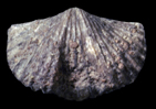 Platystrophia